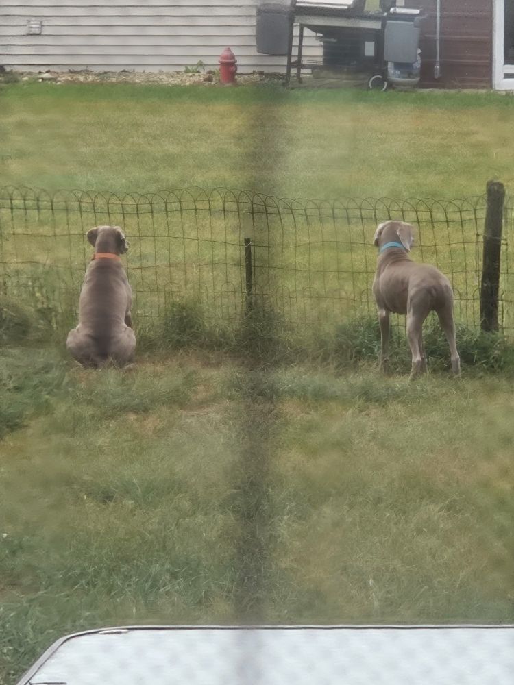 Two exceedingly hopeful Weimaraners, one seated the other standing, paying rapt attention from the fence to the neighbor's parked mower, which is out of frame.