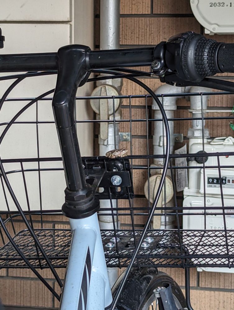 Small frog perched on top of a bicycle basket