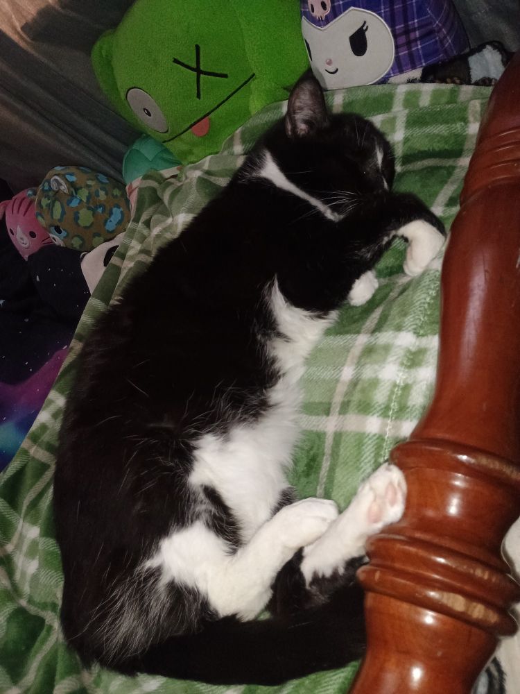 A black and white cat laying on a green and white blanket by a kuromi squish plushie