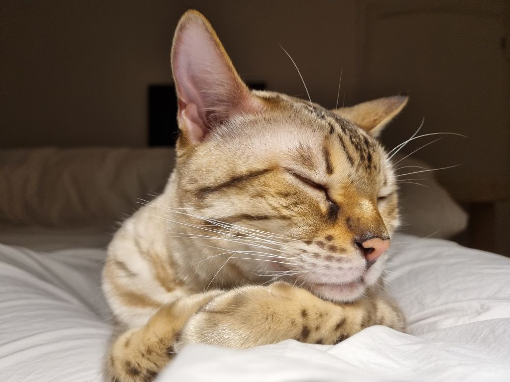 A cat asleep between the legs of a man. The legs of the man are under the bedsheets. The cat is resting his head on his front paws.