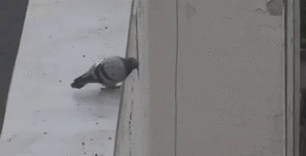 a pigeon is perched on a ledge on a building