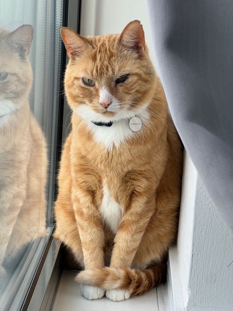 Smartie, a large orange cat, sitting upright in a windowsill and looking at the camera. He's wearing a collar with a "Smartie" pendant, and his striped tail is wrapped around his front paws. 