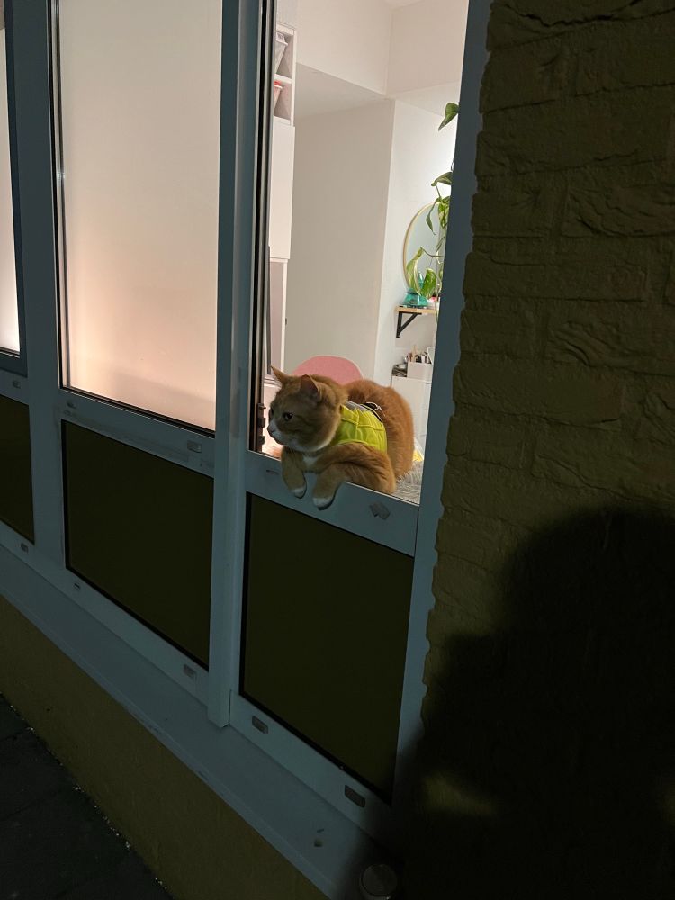 Smartie, a large orange cat, wearing a yellow hi vis vest and sitting in an open window with his paws draped over the edge in a really adorable way