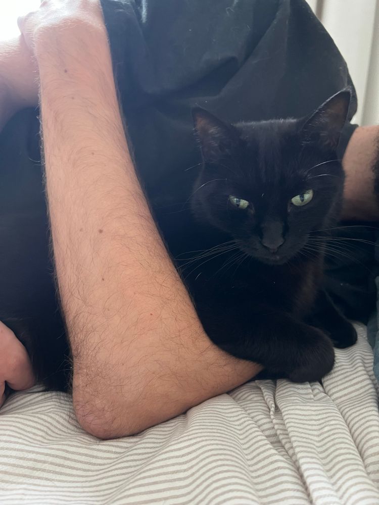 vosje, a small black cat, resting in my boyfriend's arms in bed