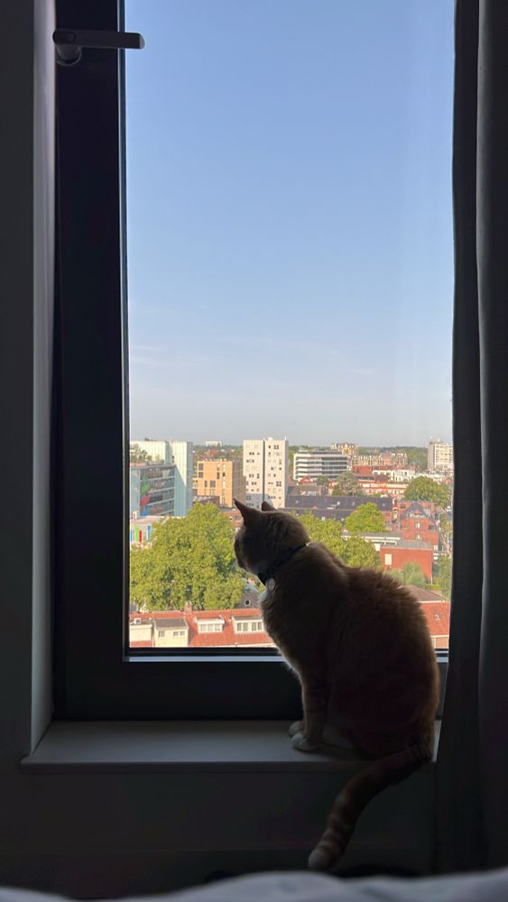 Smartie, a large orange cat, sitting in the windowsill of a tall window looking at a cityscape. The sky is blue and the sun's out.