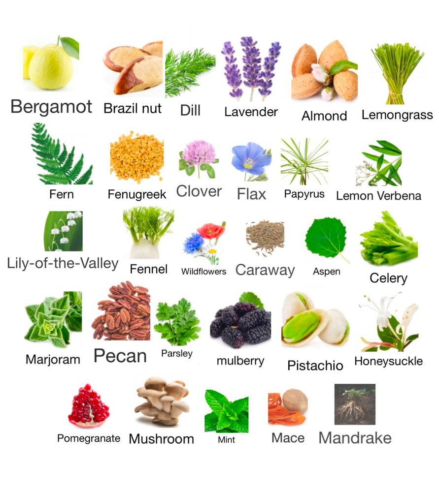 Bergamot, Brazil Nut, Dill, Lavender, Almond, Lemongrass
Fern, Fenugreek, Clover, Flax, Papyrus, Lemon Verbena
Lily-of-the-Valley, Fennel, Wildflowers, Caraway, Aspen, Celery
Marjoram, Pecan, Parsley, Mulberry, Pistachio, Honeysuckle
Pomegranate, Mushroom, Mint, Mace, Mandrake