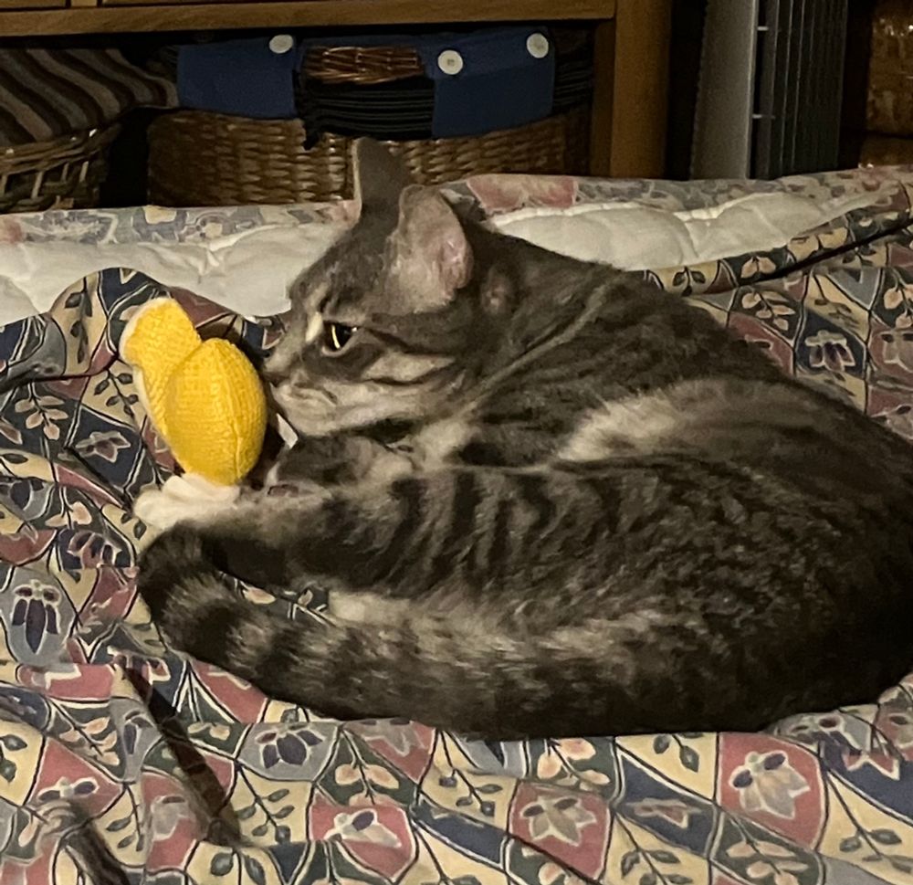 Silver tabby cat sniffing a yellow cat toy.