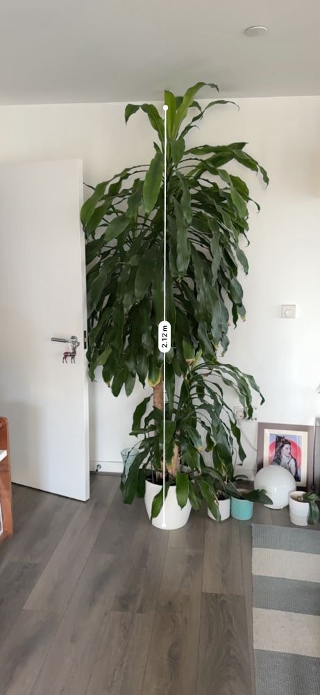 Huge indoor plant at 2.12 metres high