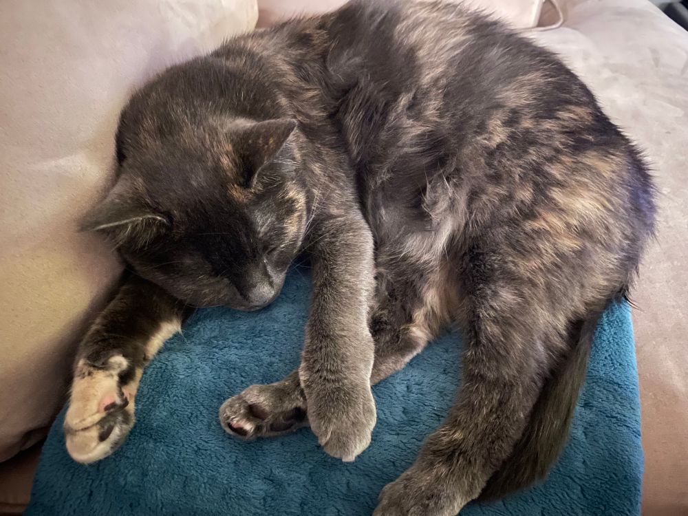 Dilute tortoiseshell cat (Luna) laying on a blue heating pad. All of her legs are sprawled out in front of her. Her eyes are closed.