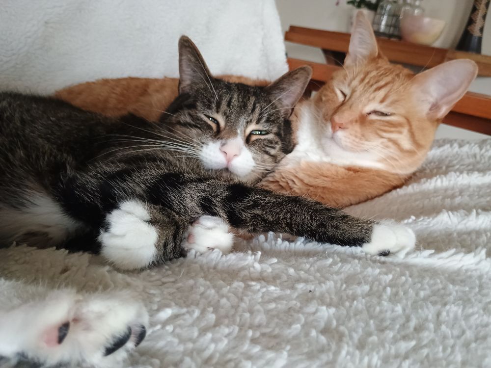A grey tabby and an orange tabby snuggling on a white blanket