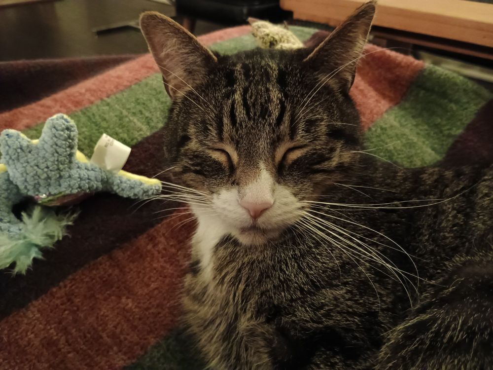 A grey tabby with a big smile and his eyes closed