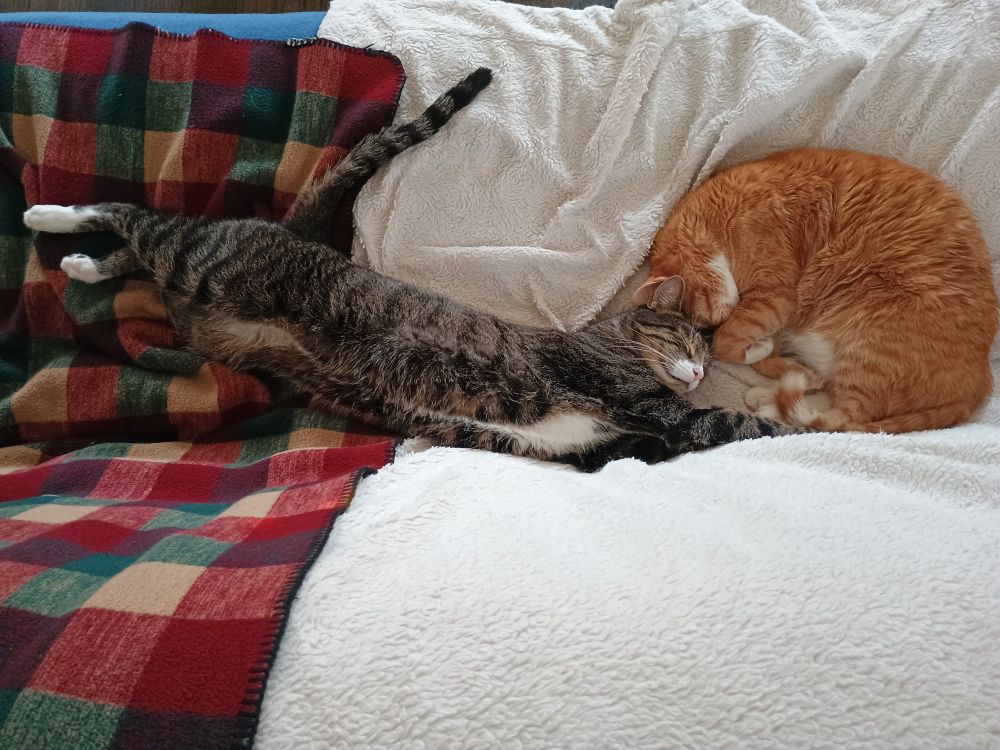 An orange tabby and a grey tabby sleeping on blankets. The orange one is shaped like a croissant and the grey one is totally outstretched.