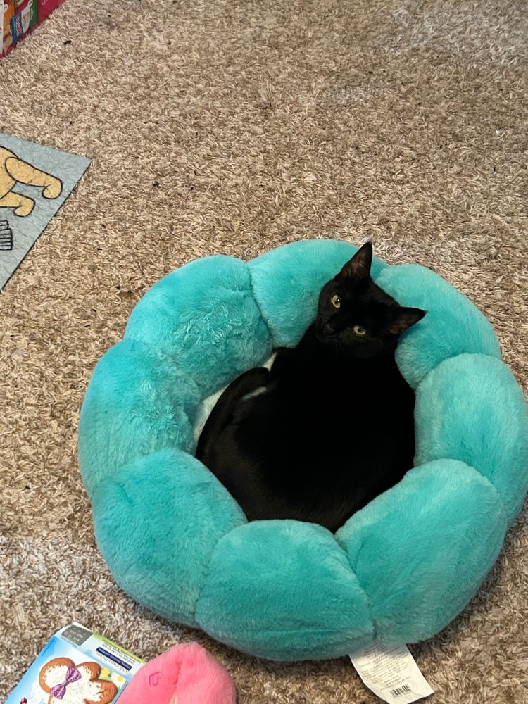black cat laying in blue pet bed, looking at camera 