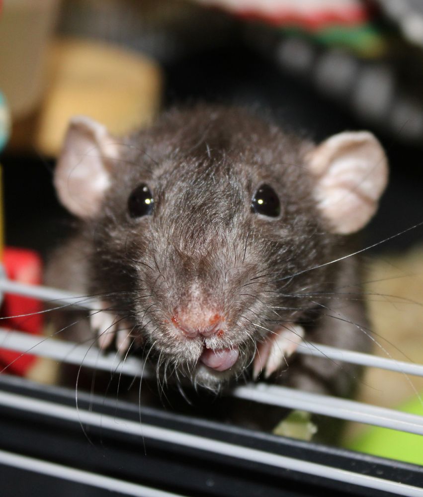 Black dumbo eared rat