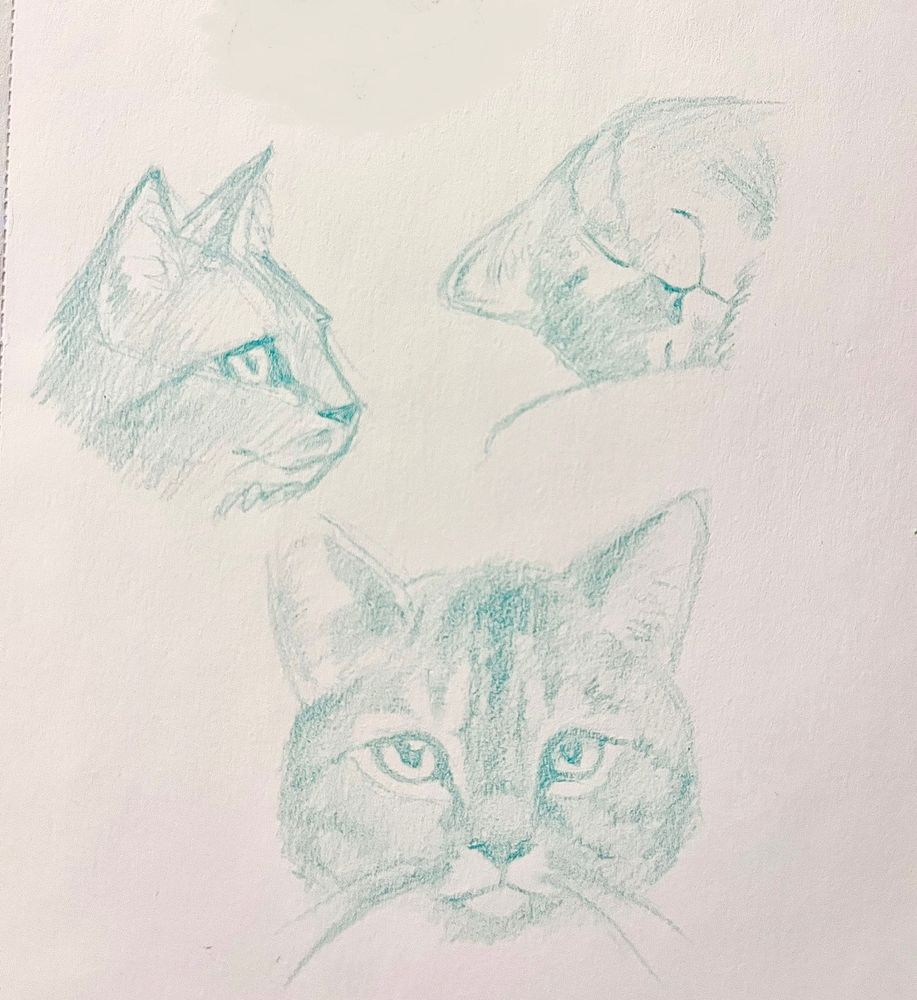 Portraits of my cat