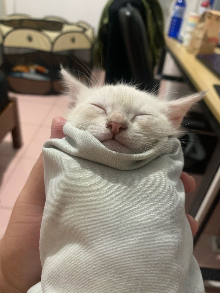 Kitten wrapped in pillow case like a burrito while sleeping.