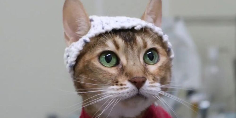 Scientists crocheted tiny hats for cats to record EEGs of brain response to pain