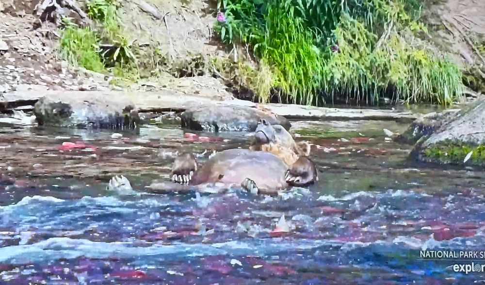 Brown Bear lolling on his back and looking extremely satisfied in a river full of red salmon in Katmai national park 