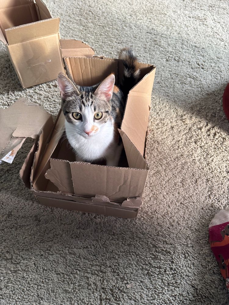 Kitten in a cardboard box 