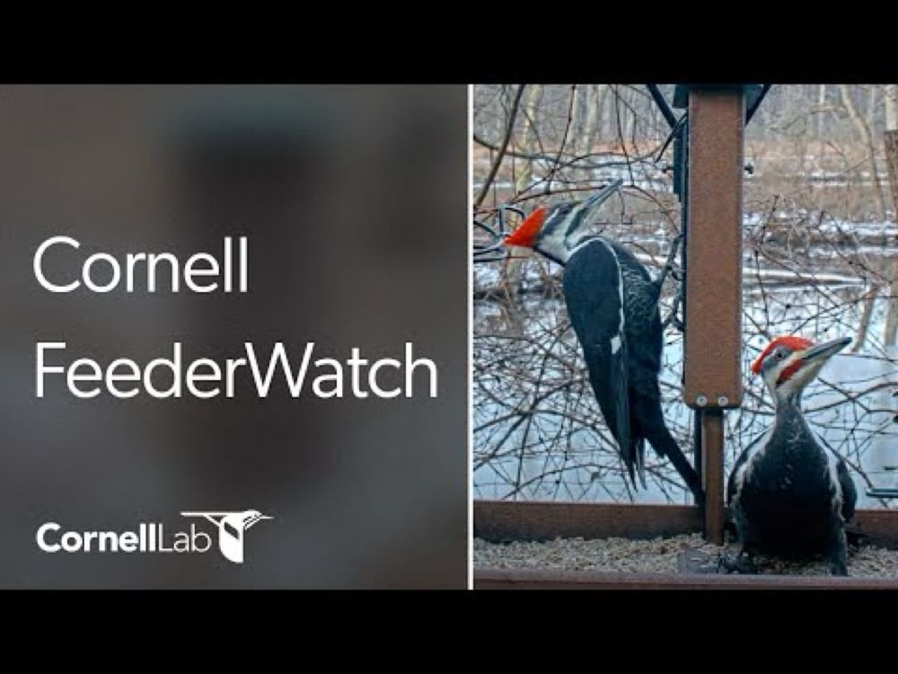 Live Birds In 4K! Cornell Lab FeederWatch Cam at Sapsucker Woods