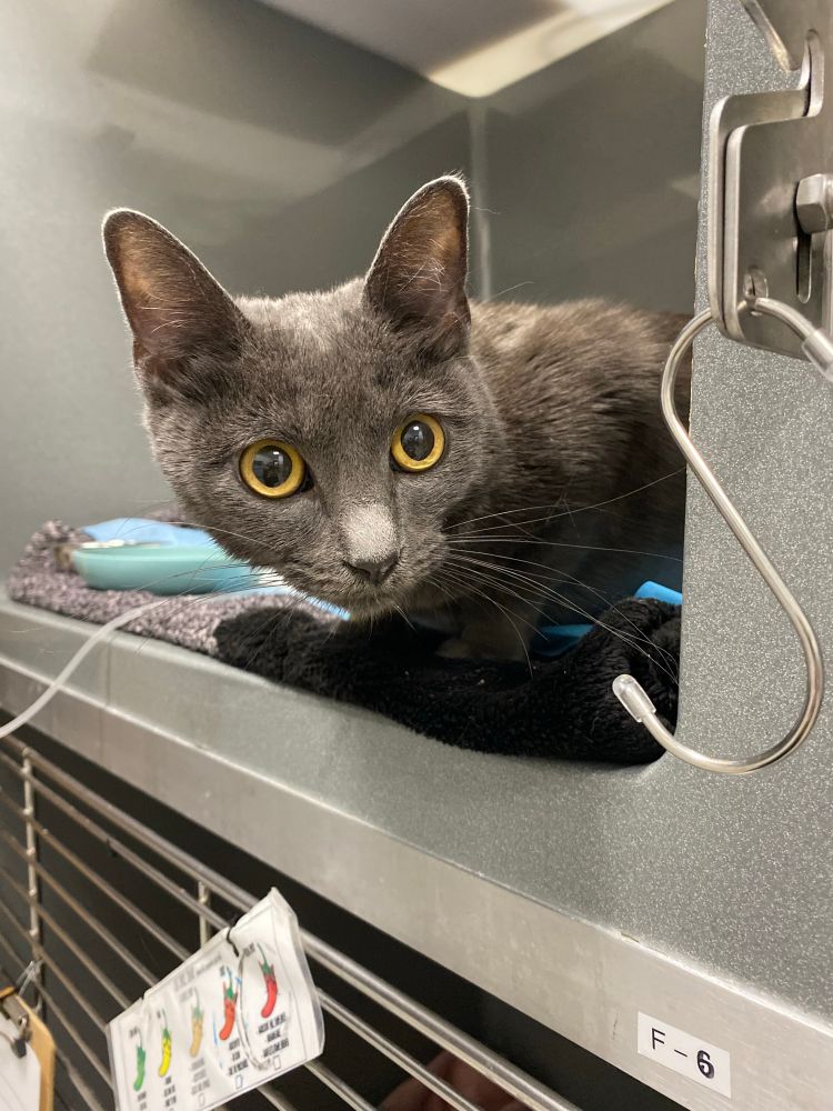 the same cat in her little cubicle area at the animal hospital, looking out with wide eyes