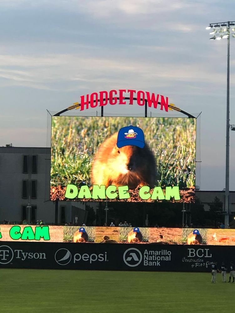 Prairie dog on the scoreboard