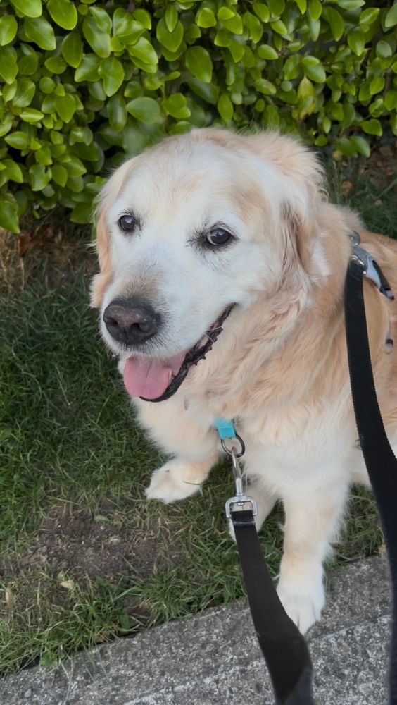Molly is a 13 year old golden retriever. 