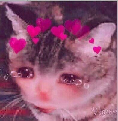 wholesome crying cat meme 
