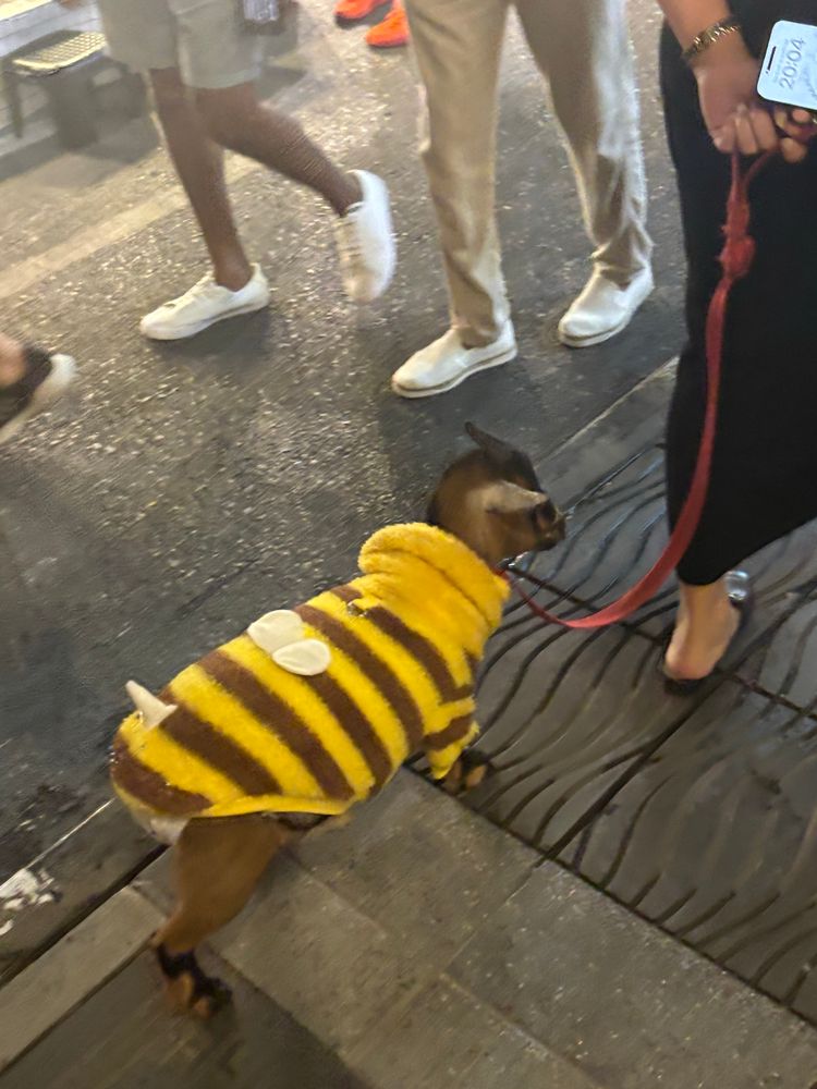 goat on the leash in a bee costume and diaper (i swear im not kidding)