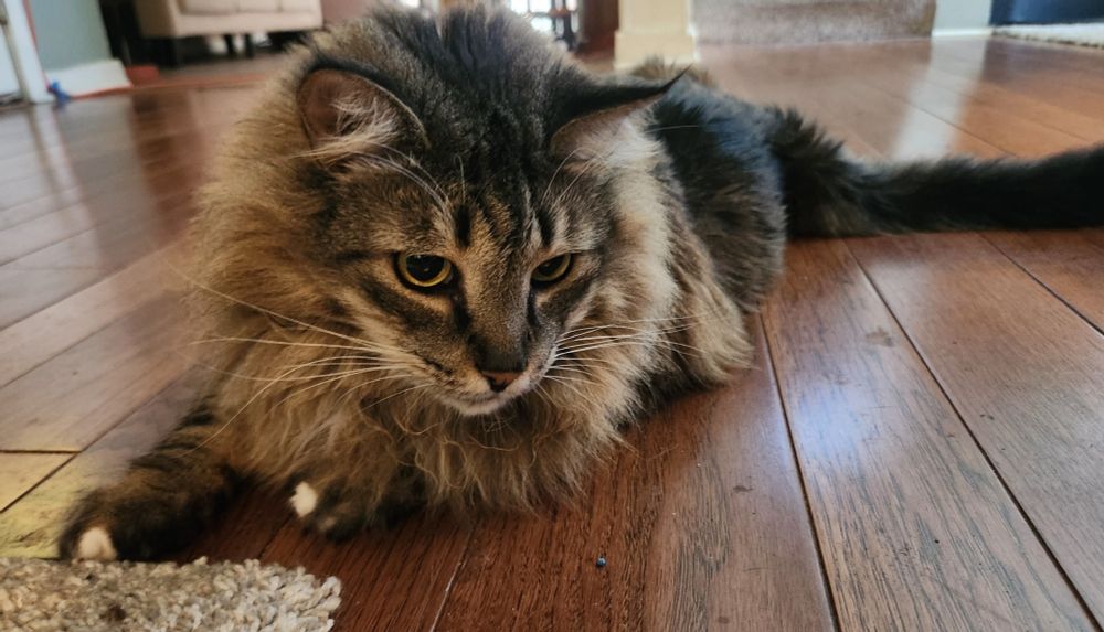 Cat Slinky looking to the right