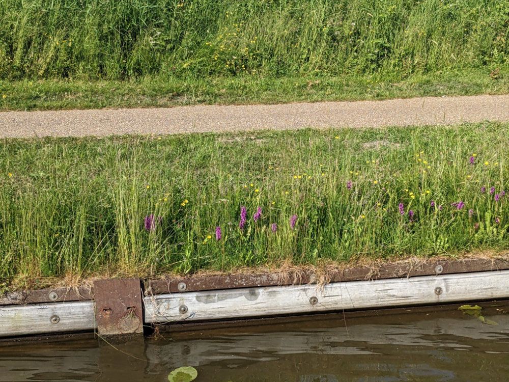 Bridgewater canal towpath and orchids