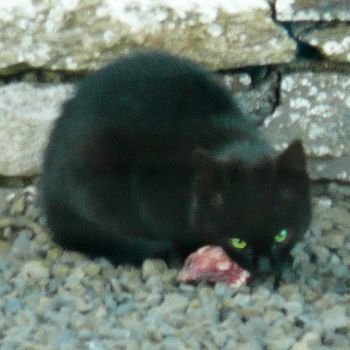 Small black cat has found carrion.