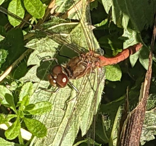 Common Darter dragonfly picking up some heat between bouts of flight above the waters of the Thames and Severn Canal near Bowbridge. #UKcanals #odonata