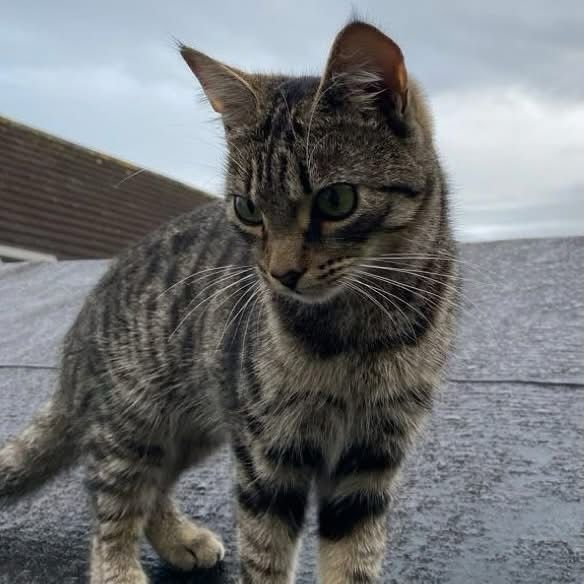 A grey tabby kitten stands on a shed roof looking beautiful 😻