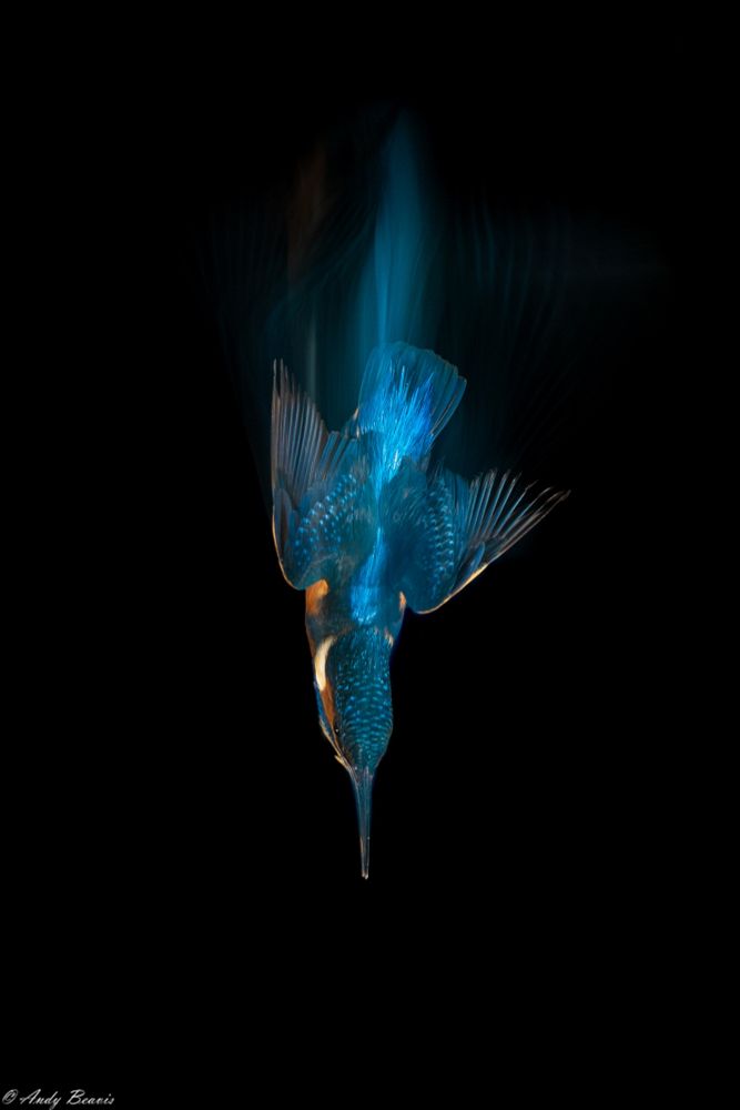 A kingfisher diving with a blue streak behind it caught by a flash set up, against a totally black background 