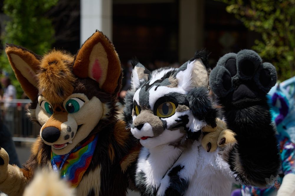 Photo of cat and coyote fursuiters in parade.