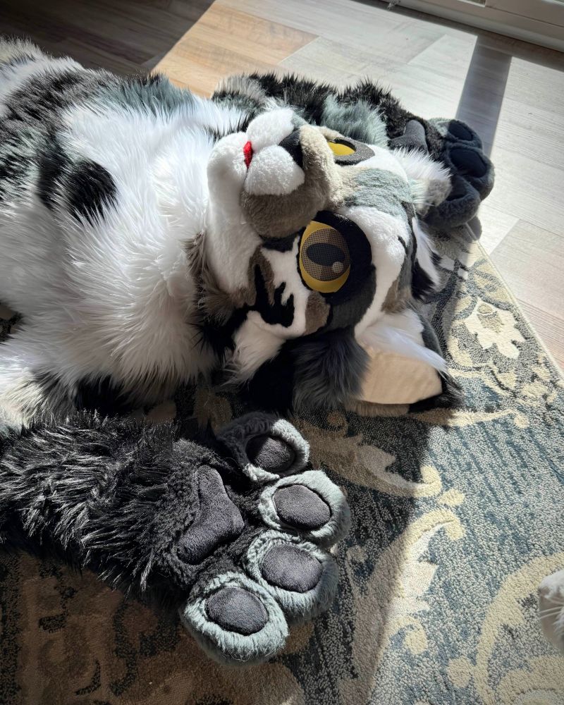 A cat fursuiter lying on the floor in a sunbeam.
