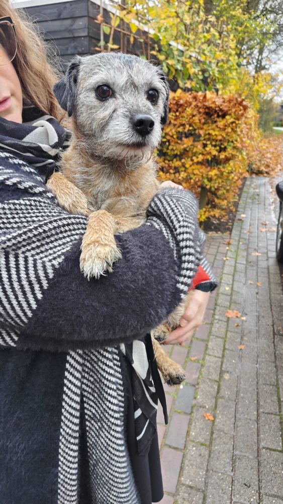 Een klein beige hondje met grijs kopje, een vuilnisbakken terriër in de armen van een vrouw in een zwart-wit vest. 