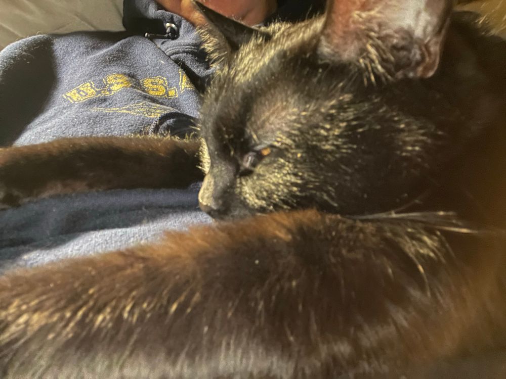 A black cat stretched out asleep across the torso of a man wearing a blue Star Trek hoodie