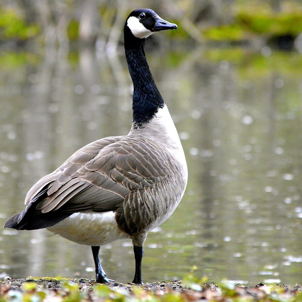 A Canadian Goose standing by water