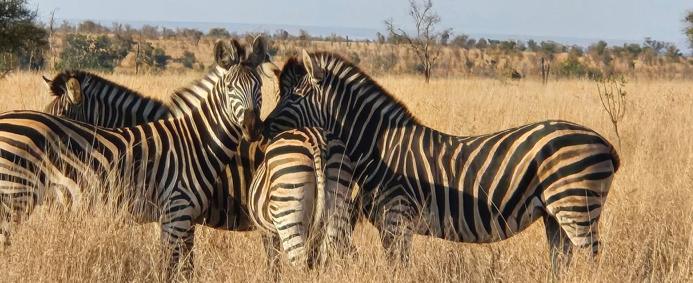 zebras