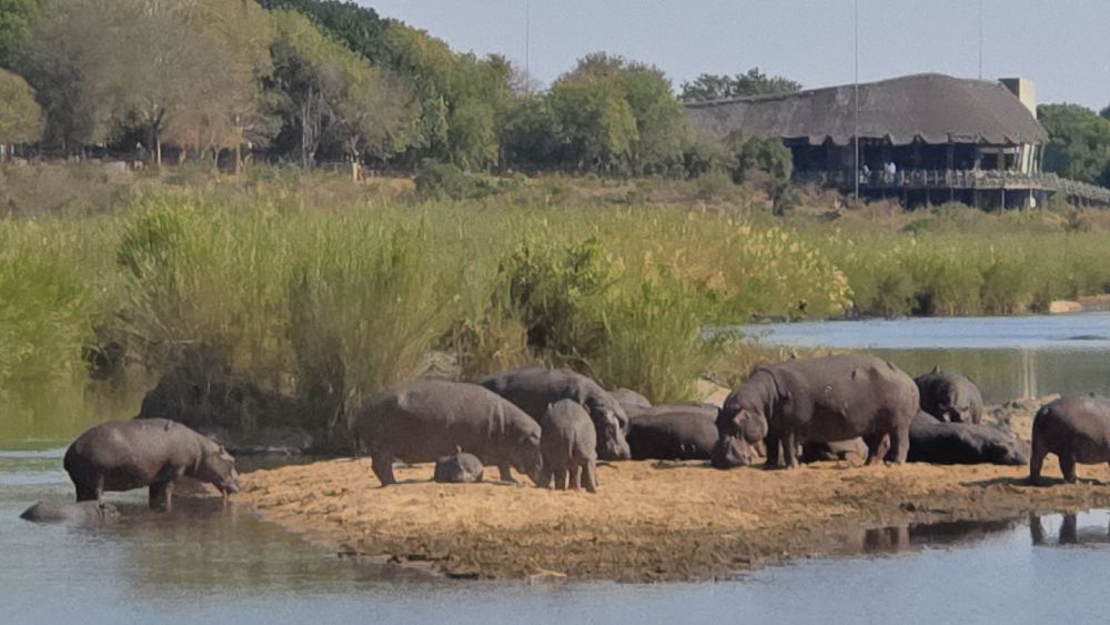 hippos