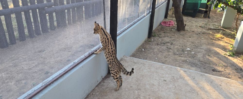 Jana the serval looking outside of her eclosure