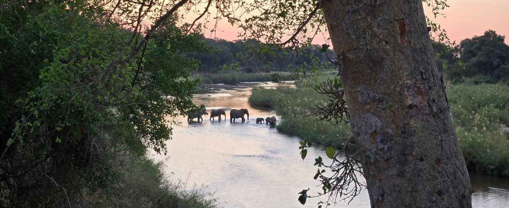 adult and baby elephants crossing a river at sunset