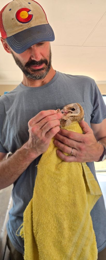 chris feeding a barn owlet
