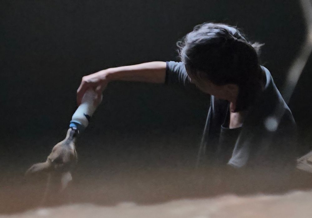 julie bottle feeding a duiker