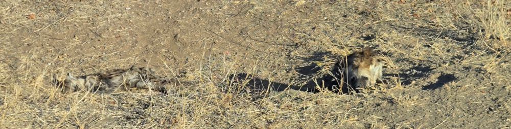 adult and baby hyenas