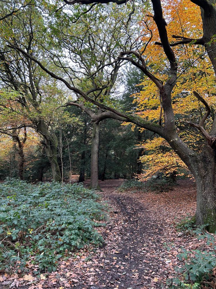 A slightly muddy path through the woods covered in leaves and autumnal colours 