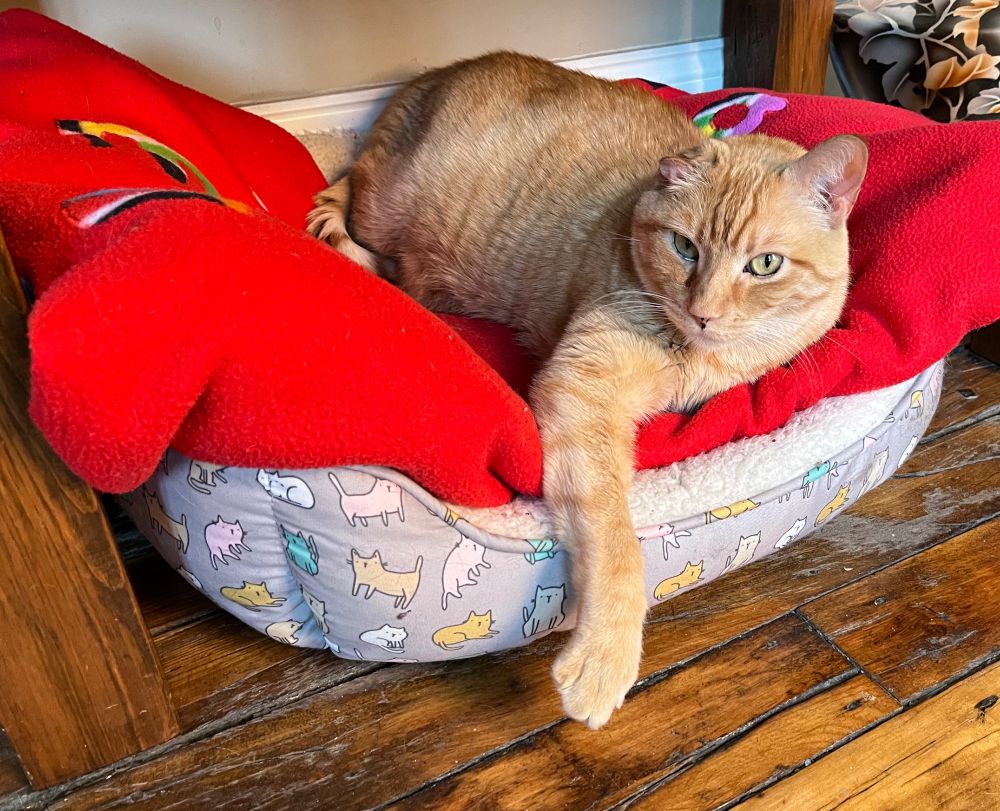 Orange cat on a red blanket
