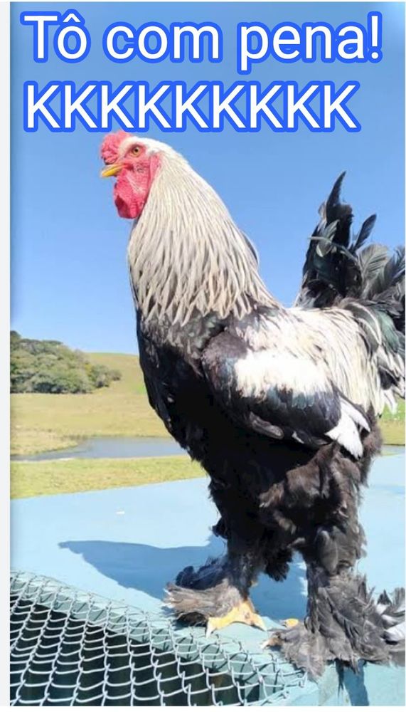 Comment image